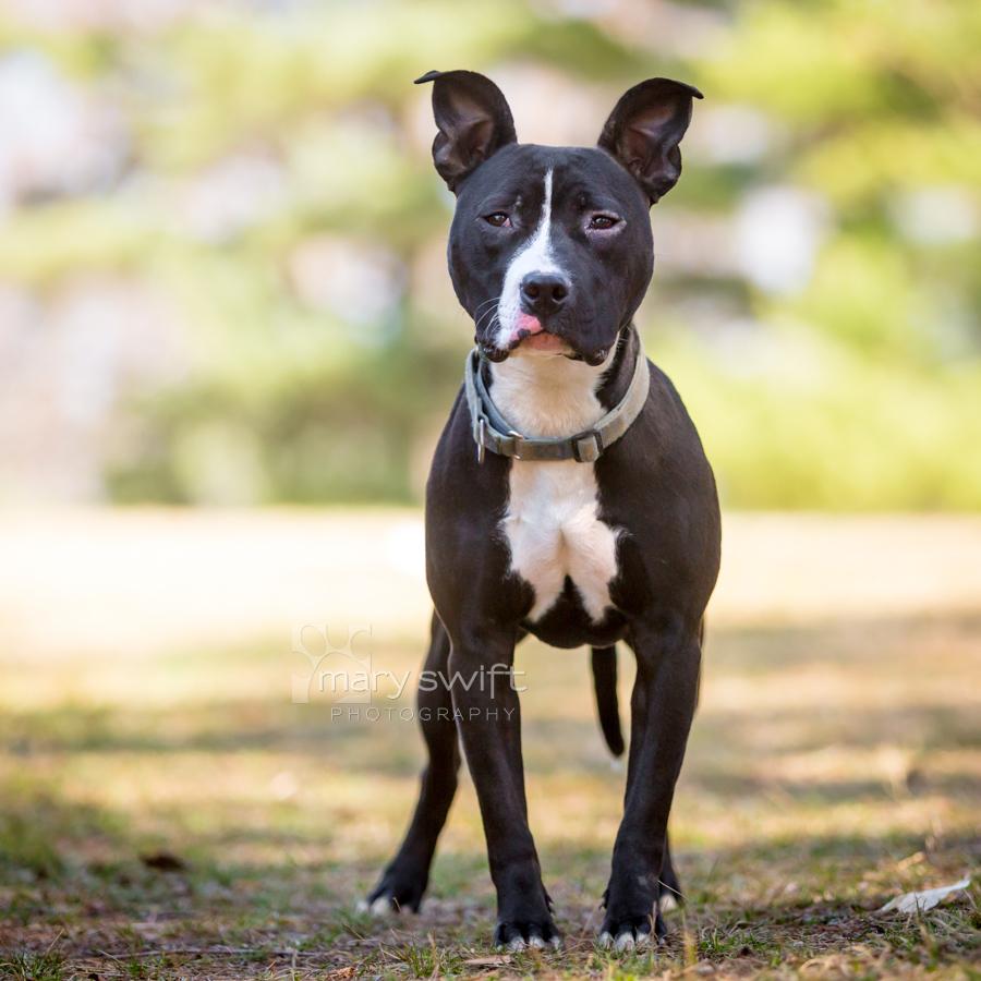 Enlarge Romeo, a ADOPTABLE mixed breed in Reisterstown, MD image 2/4