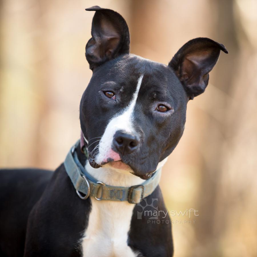 Romeo, ADOPTABLE, Young Male Mixed Breed.