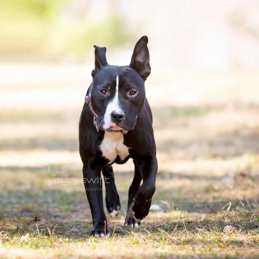 Enlarge Romeo, a ADOPTABLE mixed breed in Reisterstown, MD image 4/4