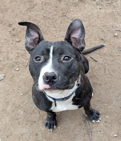 Enlarge Romeo, a ADOPTABLE mixed breed in Reisterstown, MD image 1/1