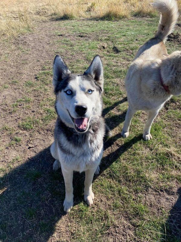 Cody * READ ENTIRE DESCRIPTION*, Adoptable, Adult Male Husky.