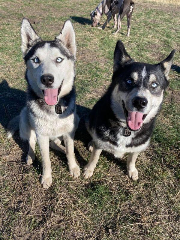 Cody * READ ENTIRE DESCRIPTION*, a Adoptable Husky in Spokane, WA image 4/6