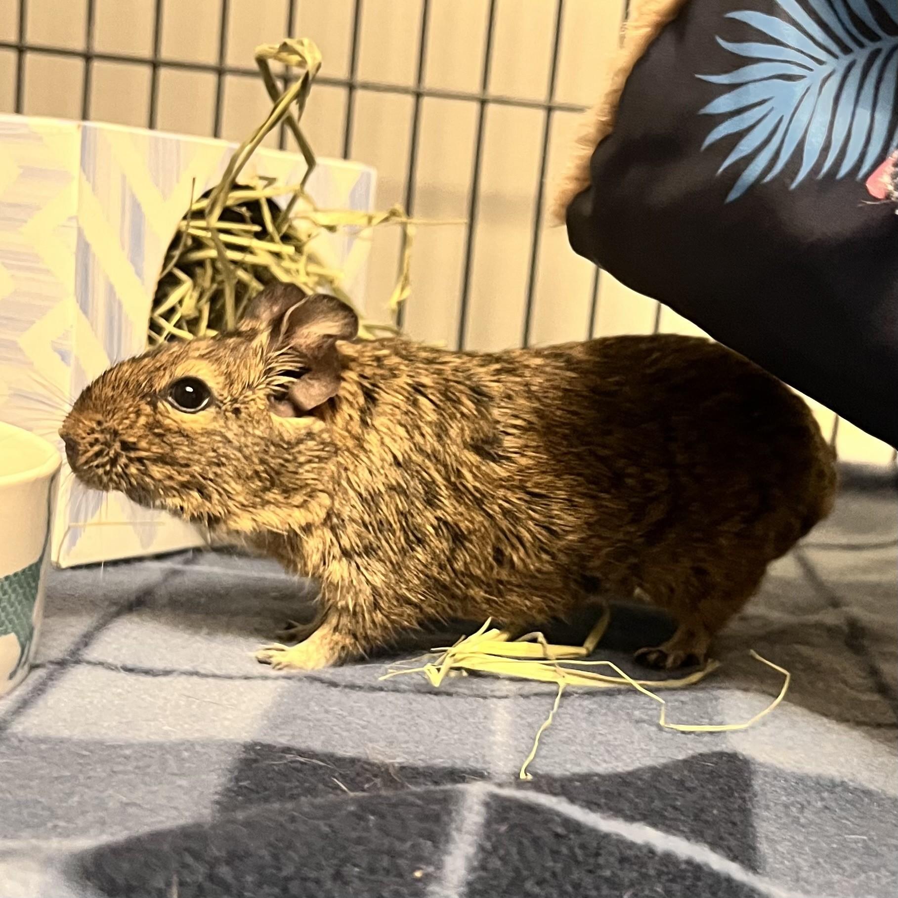 JoJo, ADOPTABLE, Adult Female Degu.
