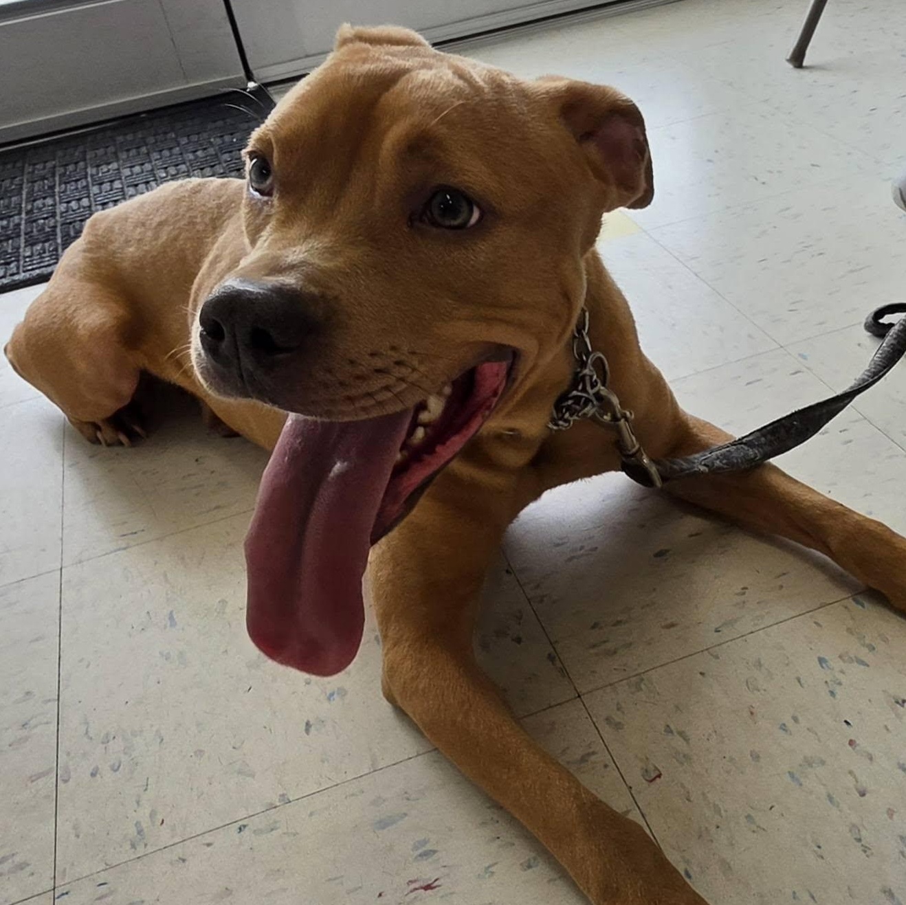 Roscoe, a ADOPTABLE mixed breed in Danville, VA image 2/2