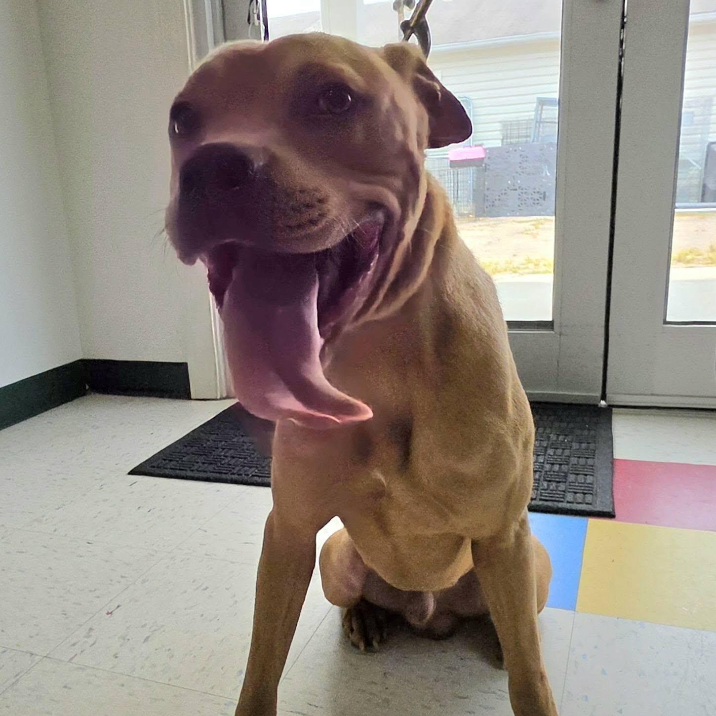 Roscoe, ADOPTABLE, Adult Male Pit Bull Terrier & Rottweiler.