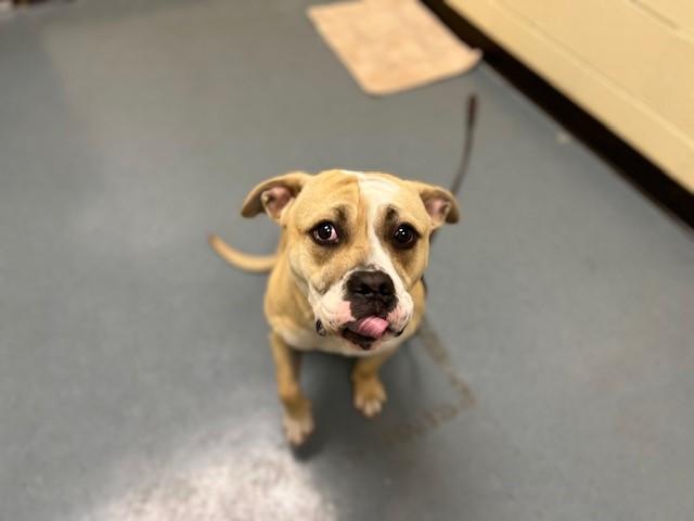 Enlarge ALEX FROM SOCIALS, a Adoptable mixed breed in Denver, CO image 1/1