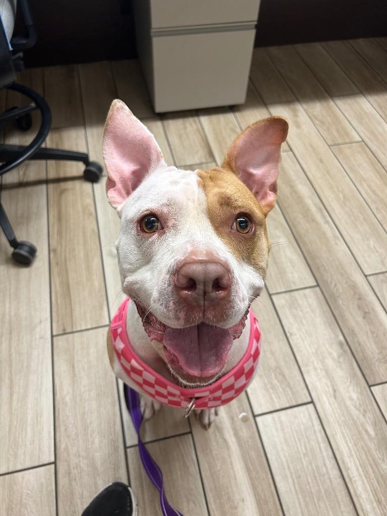 Enlarge Lola, a Adoptable mixed breed in North Syracuse, NY image 1/5