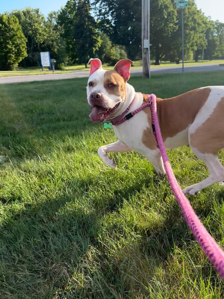 Enlarge Lola, a Adoptable mixed breed in North Syracuse, NY image 2/5