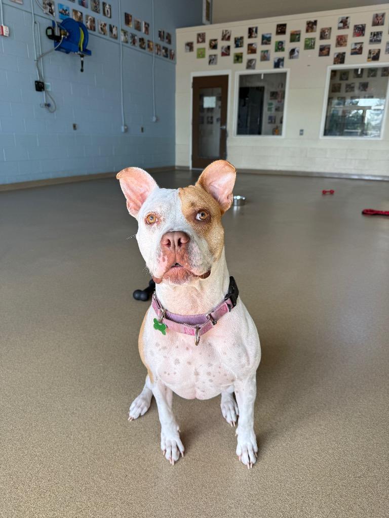 Enlarge Lola, a Adoptable mixed breed in North Syracuse, NY image 3/6