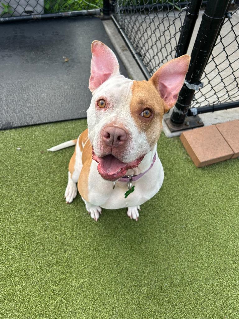 Enlarge Lola, a Adoptable mixed breed in North Syracuse, NY image 3/5