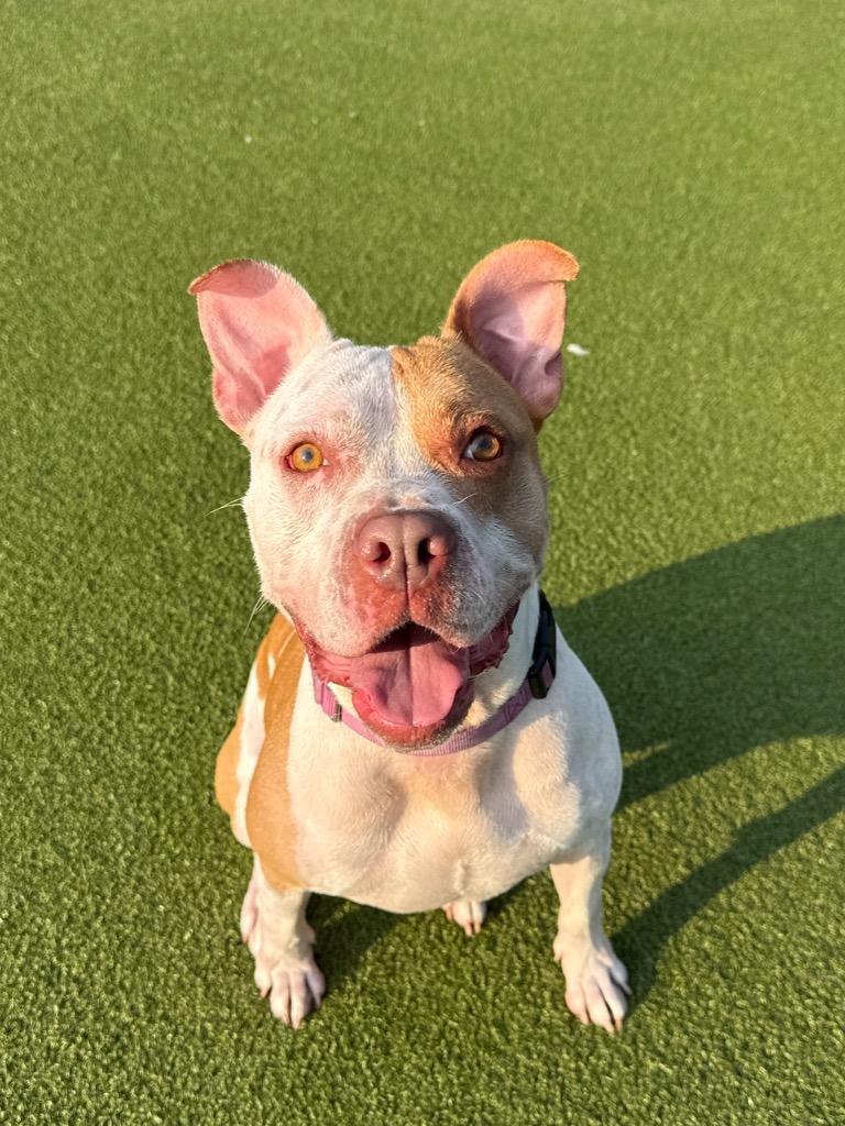 Enlarge Lola, a Adoptable mixed breed in North Syracuse, NY image 4/5