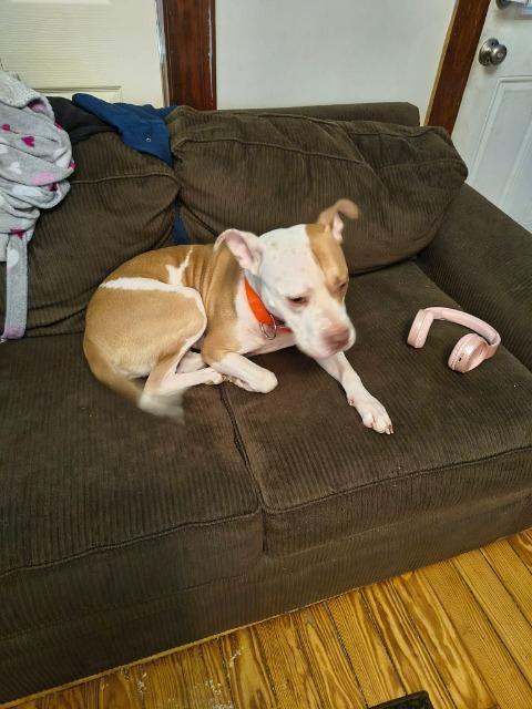 Enlarge Lola, a Adoptable mixed breed in North Syracuse, NY image 5/5
