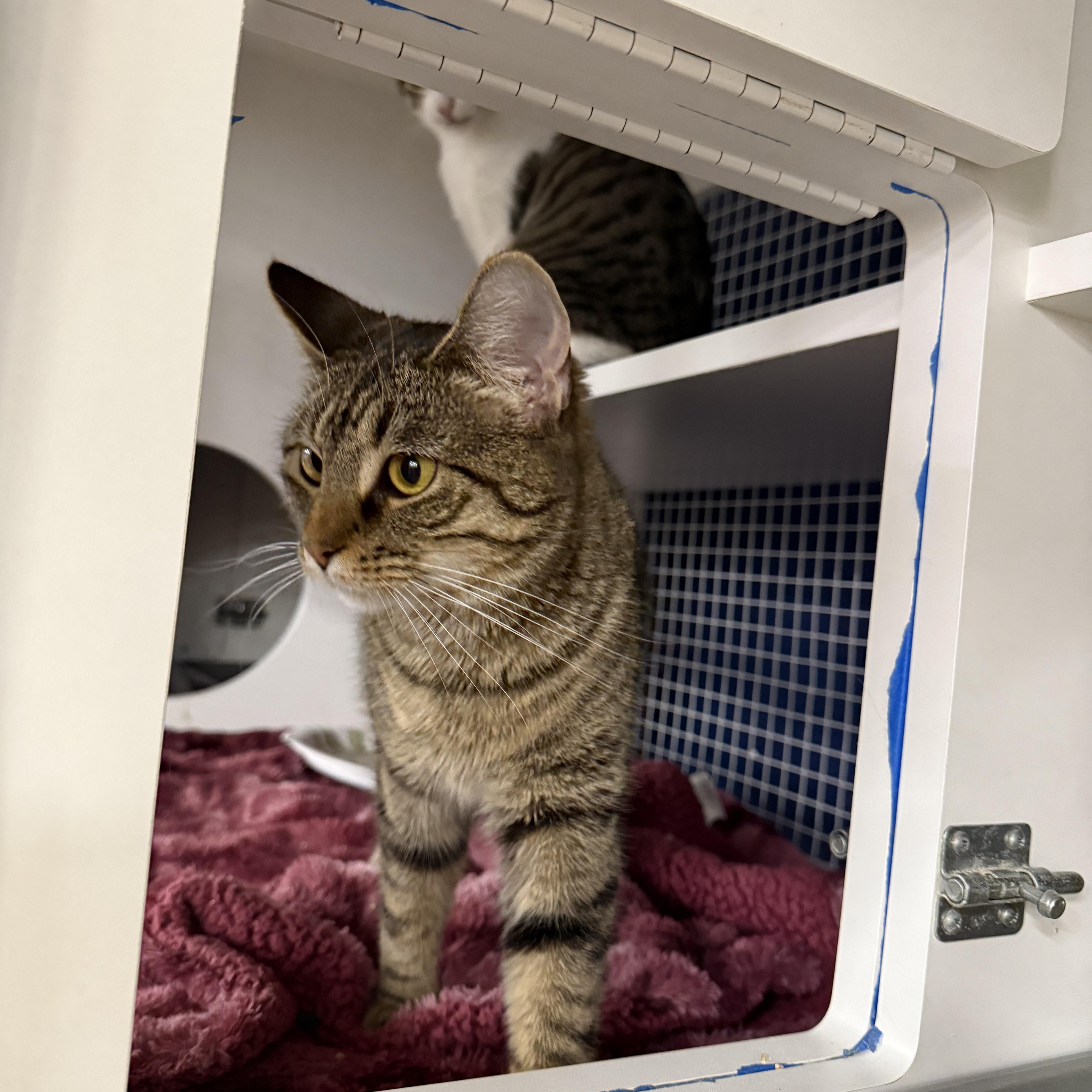 Lady Dimit, adoptable, Adult Female Domestic Short Hair.