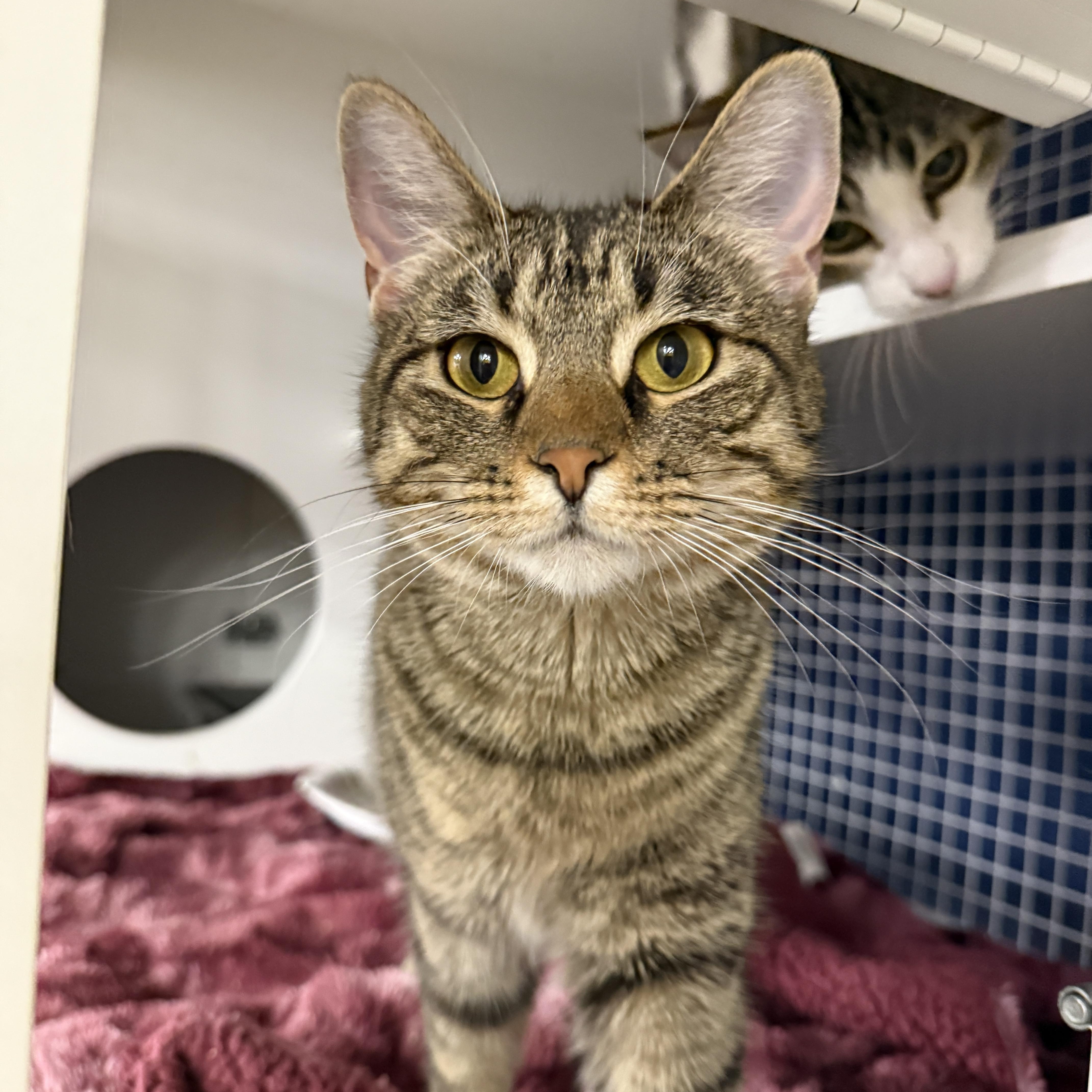 Enlarge Lady Dimit, an adoptable Domestic Short Hair in Oceanside, CA image 2/4