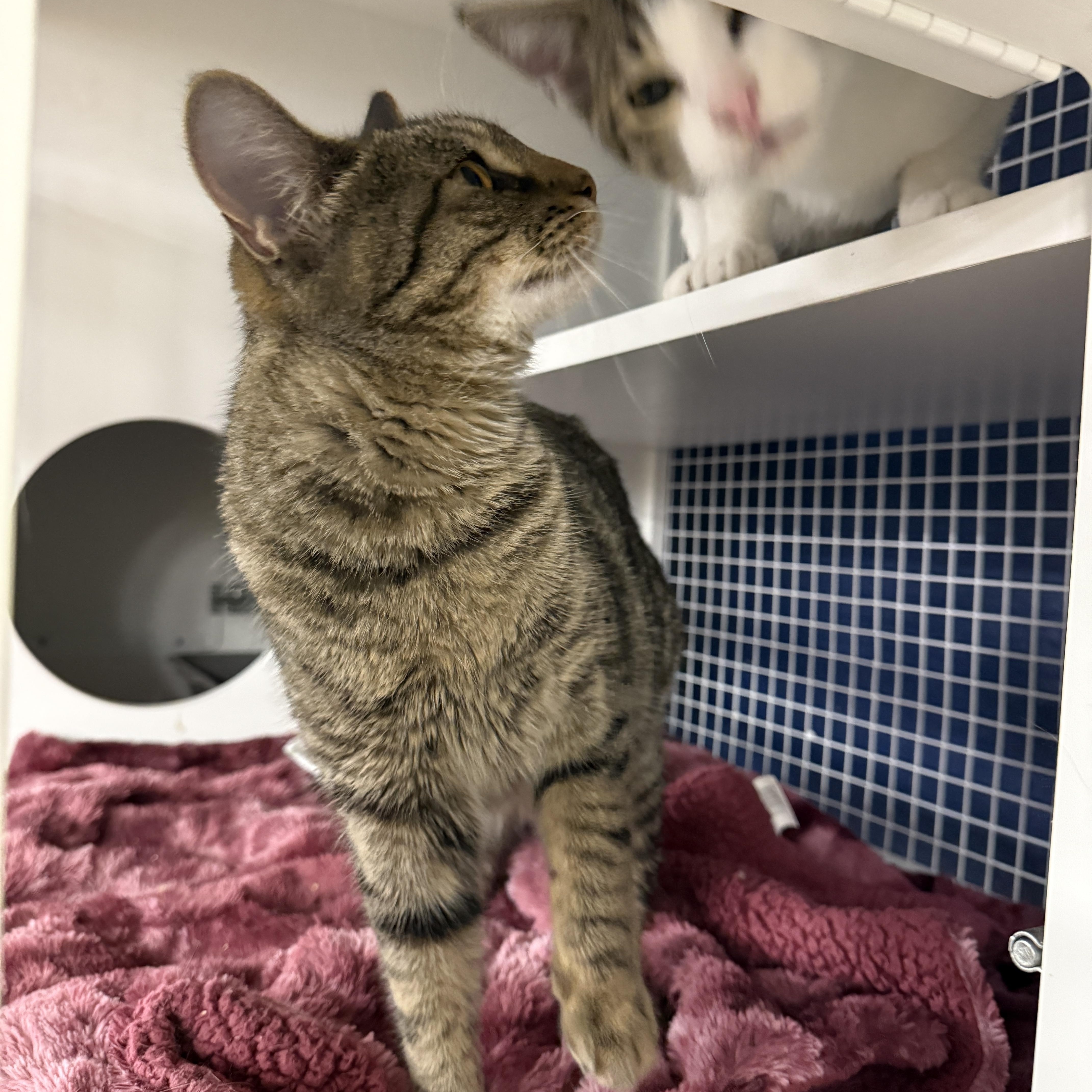 Enlarge Lady Dimit, an adoptable Domestic Short Hair in Oceanside, CA image 3/4