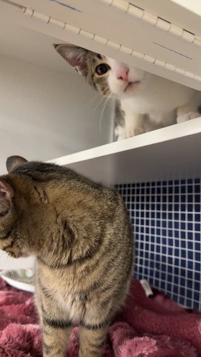 Enlarge Lady Dimit, an adoptable Domestic Short Hair in Oceanside, CA video 4/4