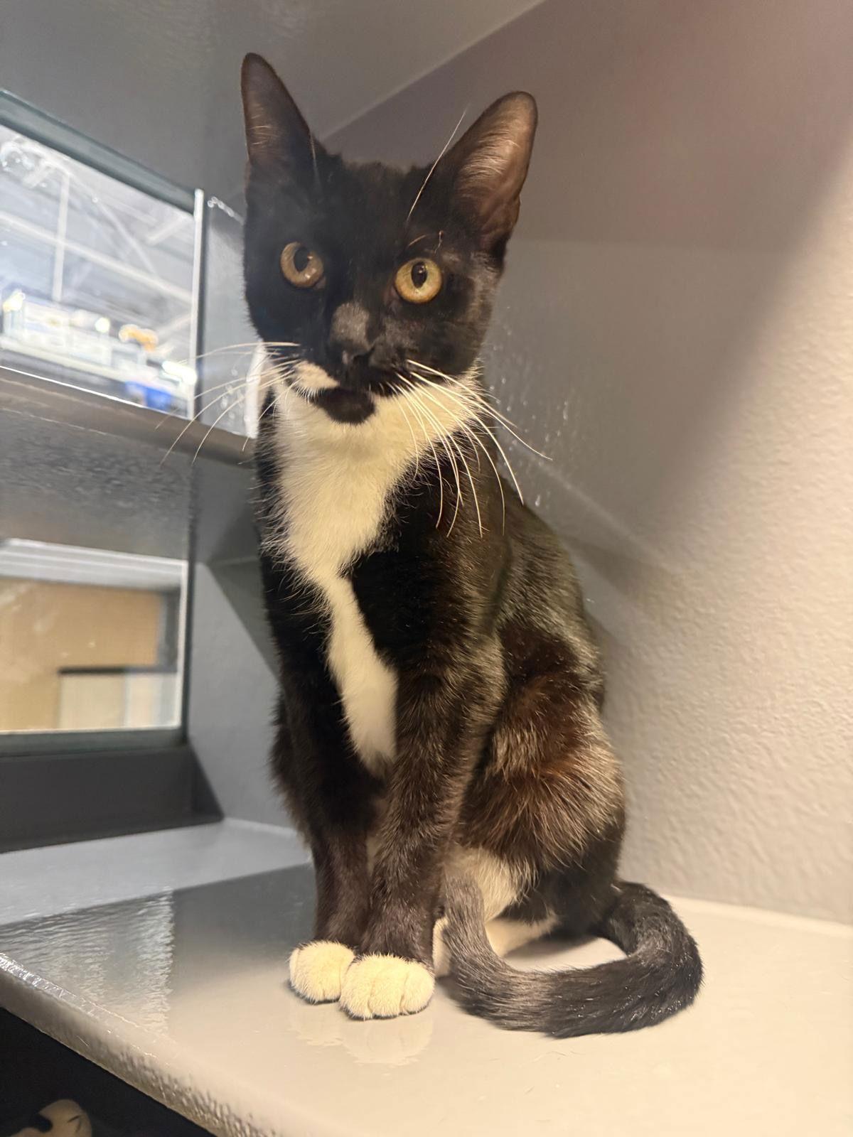 Sugar RM, Adoptable, Adult Female Domestic Short Hair.