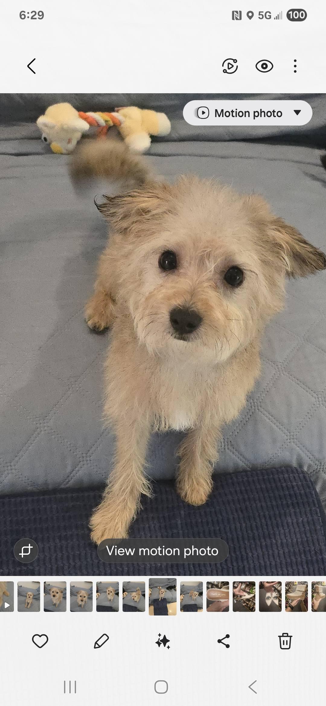 Waffle, a Adopted mixed breed in Miami, FL image 1/4