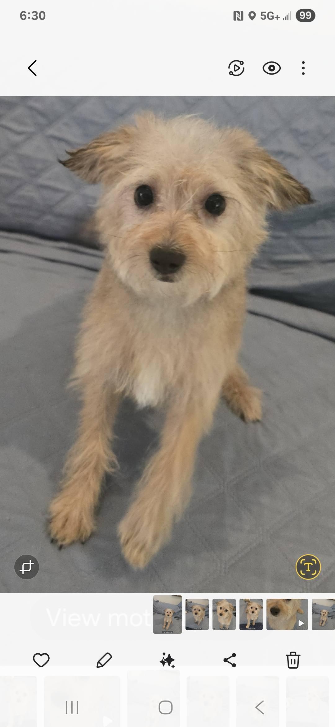 Waffle, a Adopted mixed breed in Miami, FL image 3/4