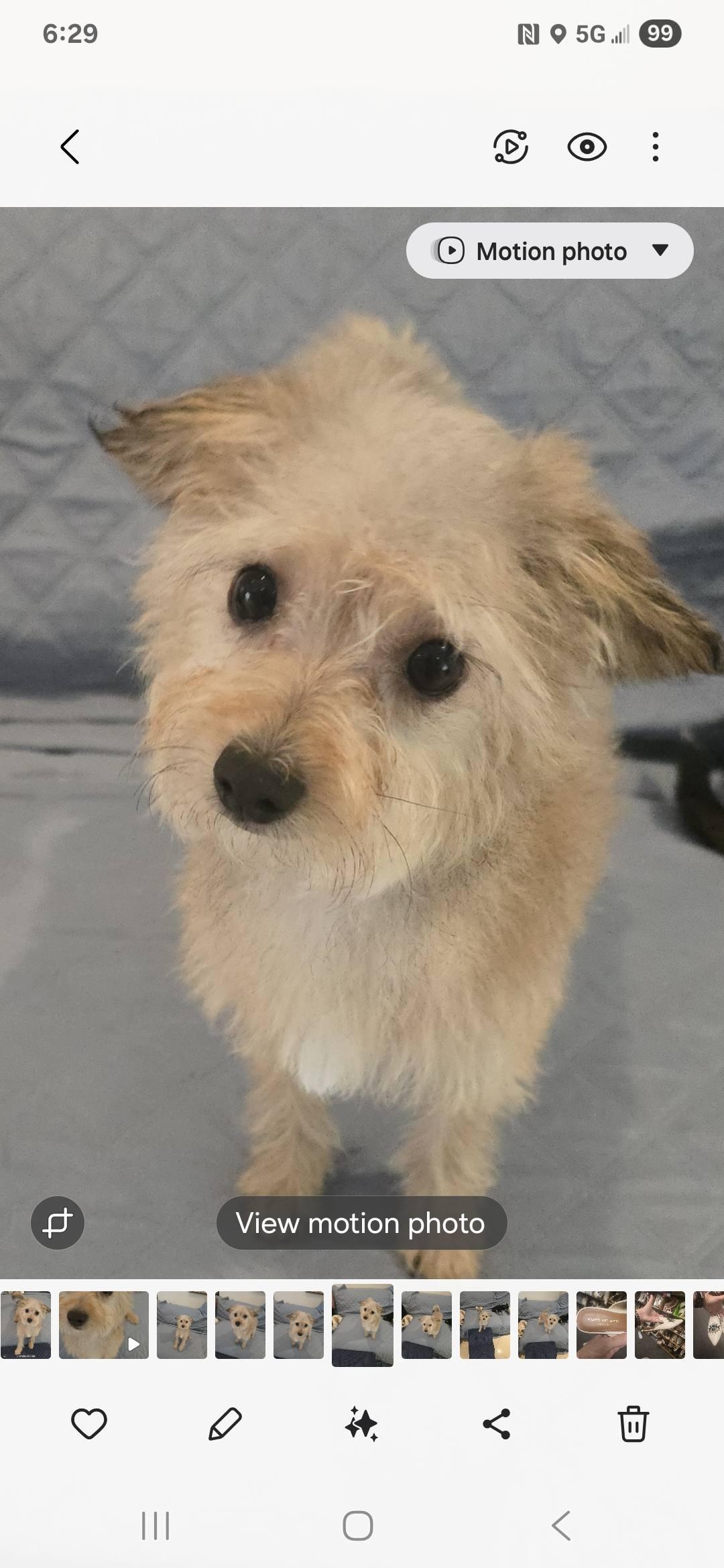 Waffle, a Adopted mixed breed in Miami, FL image 4/4