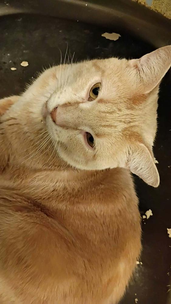 Meatball-c, Adoptable, Adult Male Domestic Short Hair.