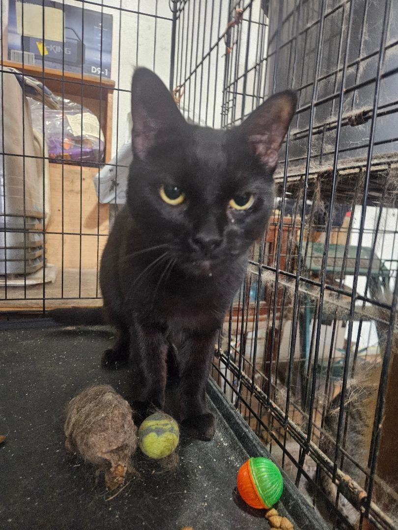 Enlarge ONYX, a Adoptable Domestic Short Hair in Brooklyn, NY image 1/3