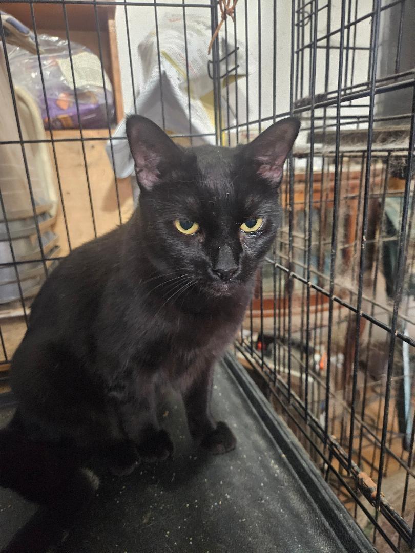 Enlarge ONYX, a Adoptable Domestic Short Hair in Brooklyn, NY image 2/3