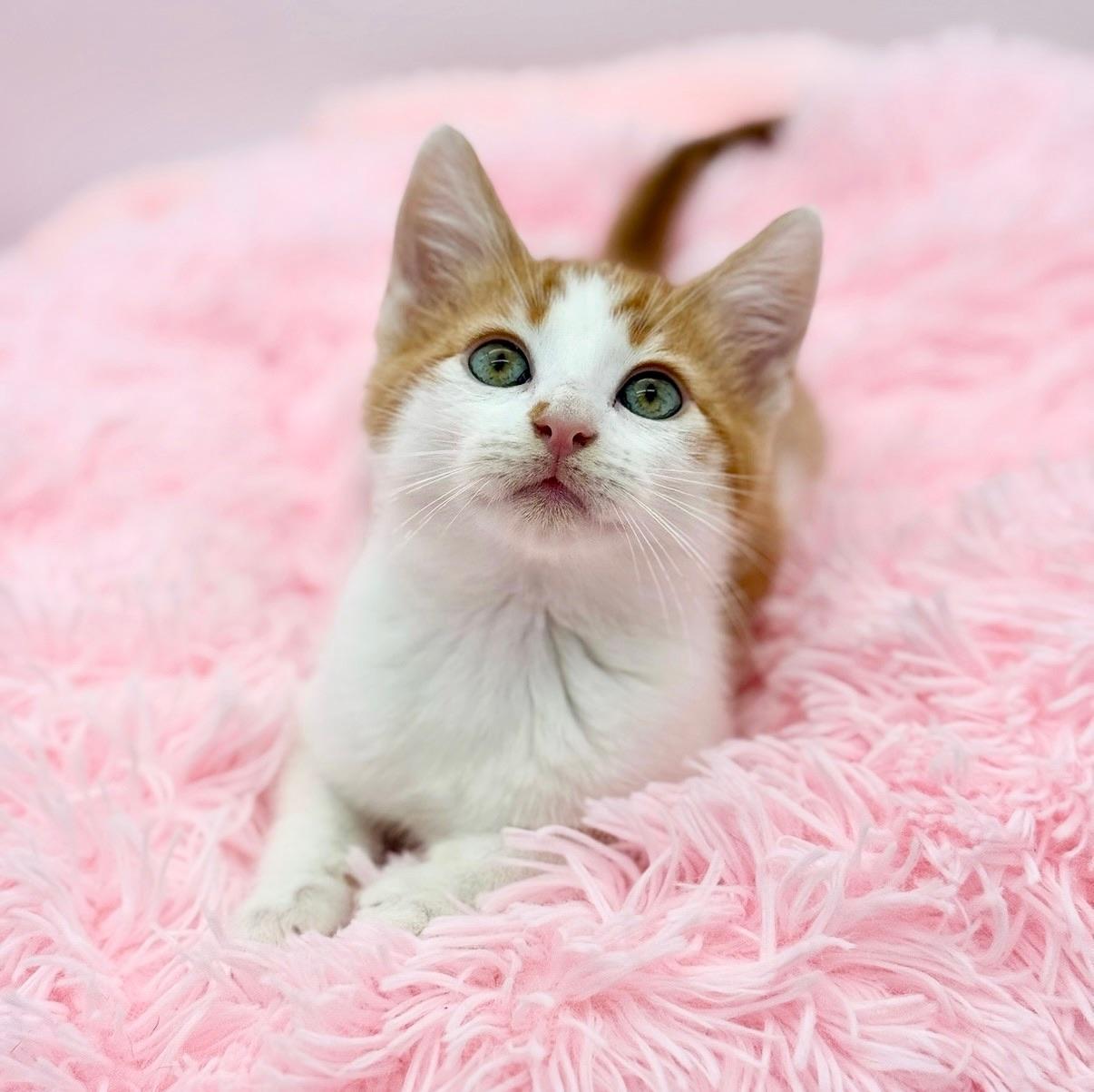 Daffodil , Adoptable, Kitten Male Domestic Short Hair.