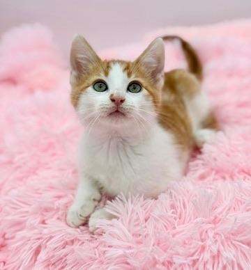 Enlarge Daffodil , a Adoptable Domestic Short Hair in Covington, LA image 6/6