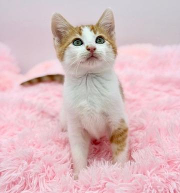 Enlarge Daffodil , a Adoptable Domestic Short Hair in Covington, LA image 4/6