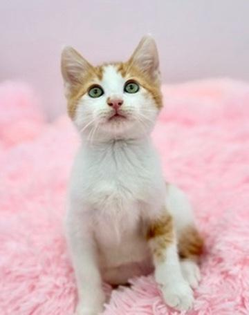 Enlarge Daffodil , a Adoptable Domestic Short Hair in Covington, LA image 3/6