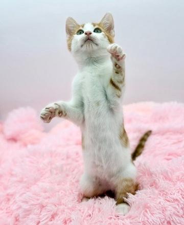 Enlarge Daffodil , a Adoptable Domestic Short Hair in Covington, LA image 5/6