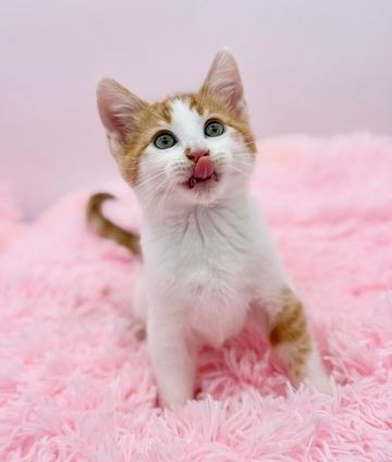 Enlarge Daffodil , a Adoptable Domestic Short Hair in Covington, LA image 2/6