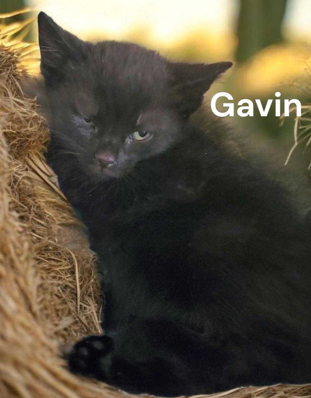 Enlarge Gavin, a Adoptable Domestic Short Hair in Newport News, VA image 2/2