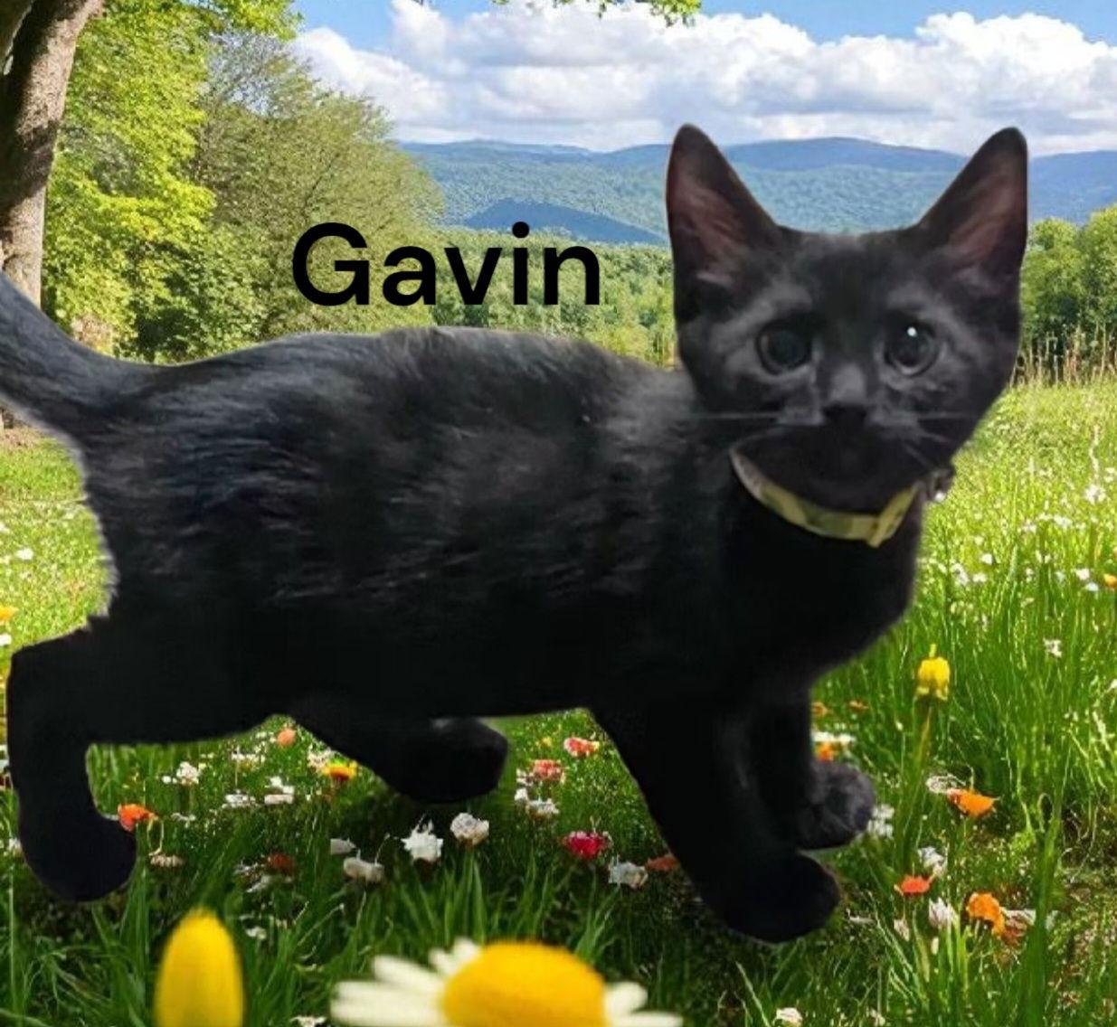 Gavin, Adoptable, Young Male Domestic Short Hair.