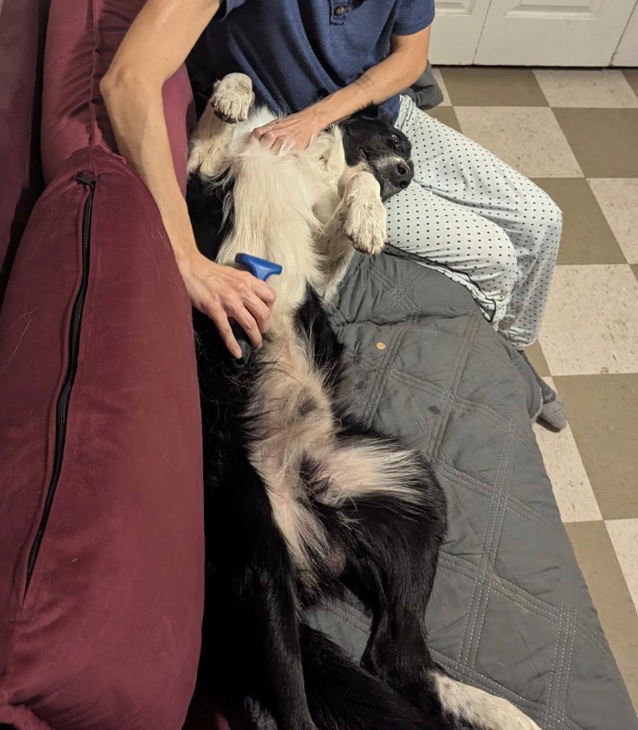 Enlarge Appollo, an adopted Border Collie in The Woodlands, TX image 1/5