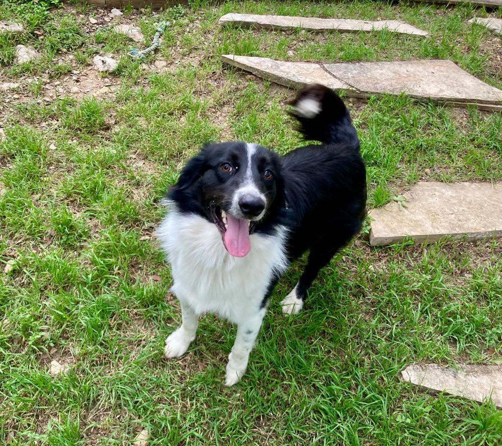Enlarge Appollo, an adopted Border Collie in The Woodlands, TX image 2/5