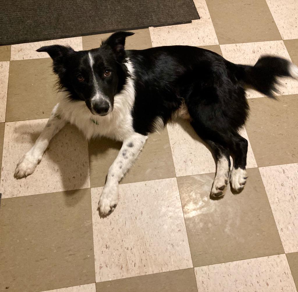 Enlarge Appollo, an adopted Border Collie in The Woodlands, TX image 3/5