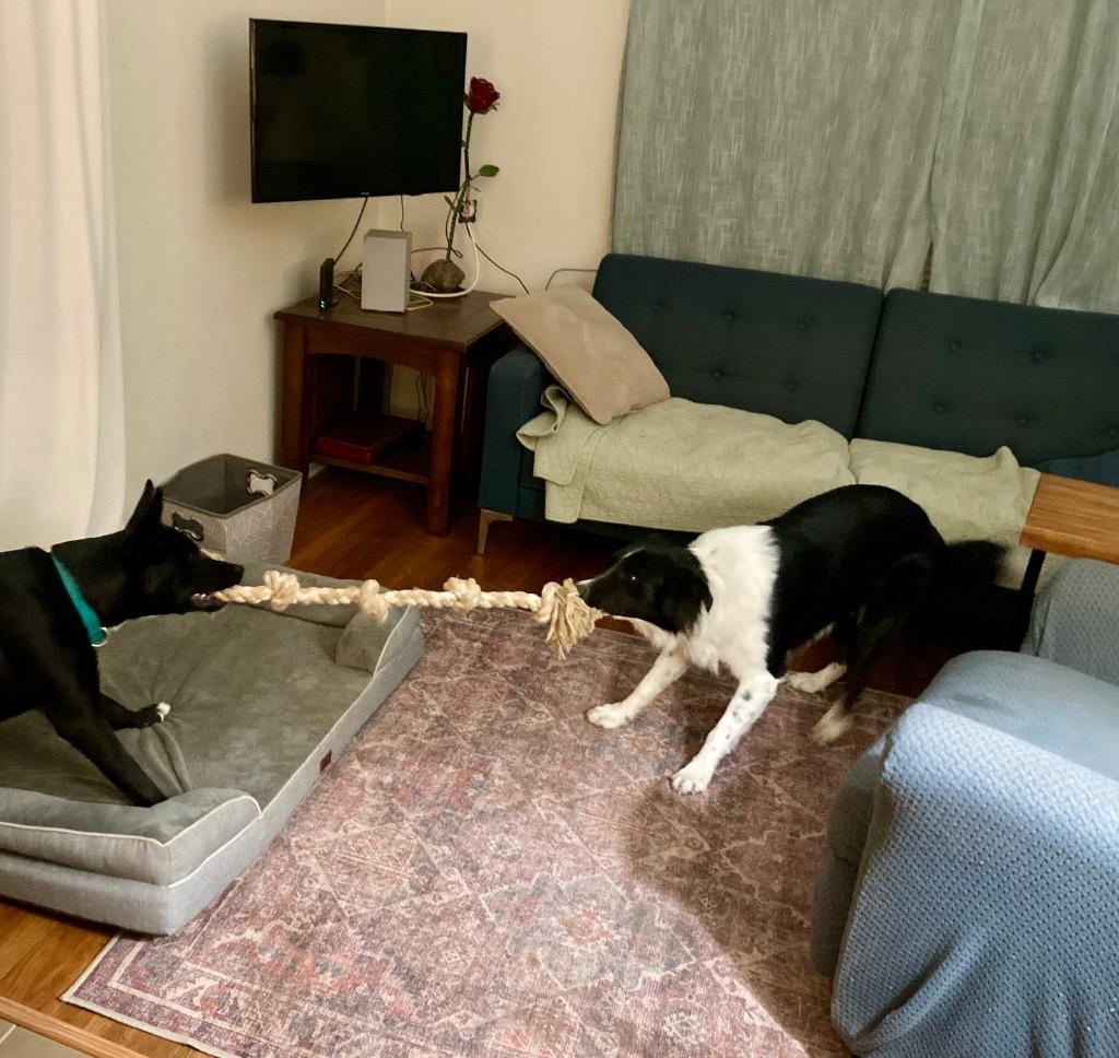 Enlarge Appollo, an adopted Border Collie in The Woodlands, TX image 4/5