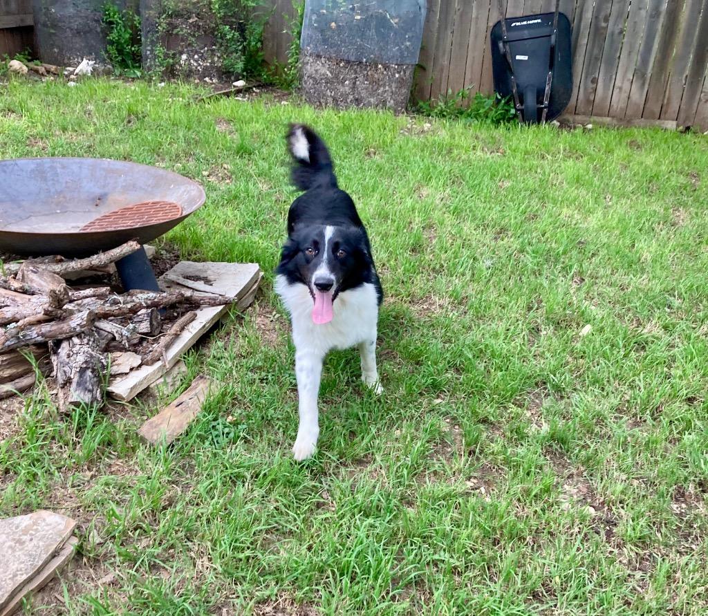 Enlarge Appollo, an adopted Border Collie in The Woodlands, TX image 5/5