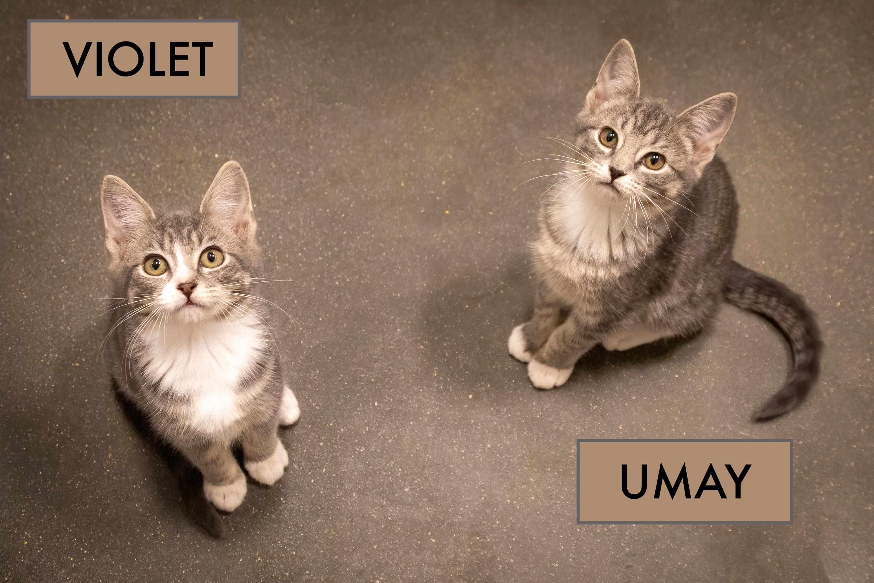 Violet (FCID# 10/16/2025 - 19 Brookhaven PS)