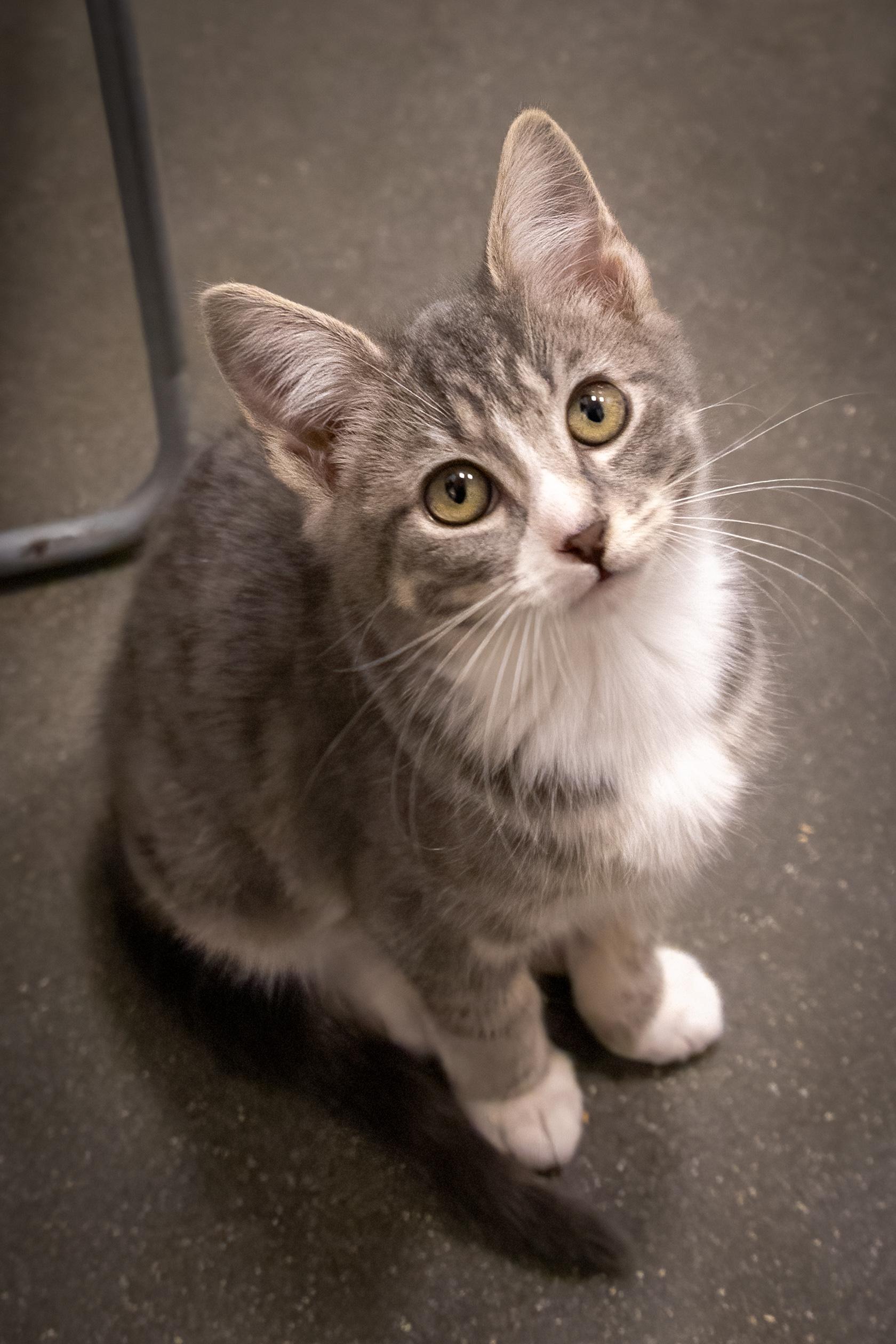 Violet (FCID# 10/16/2025 - 19 Brookhaven PS)