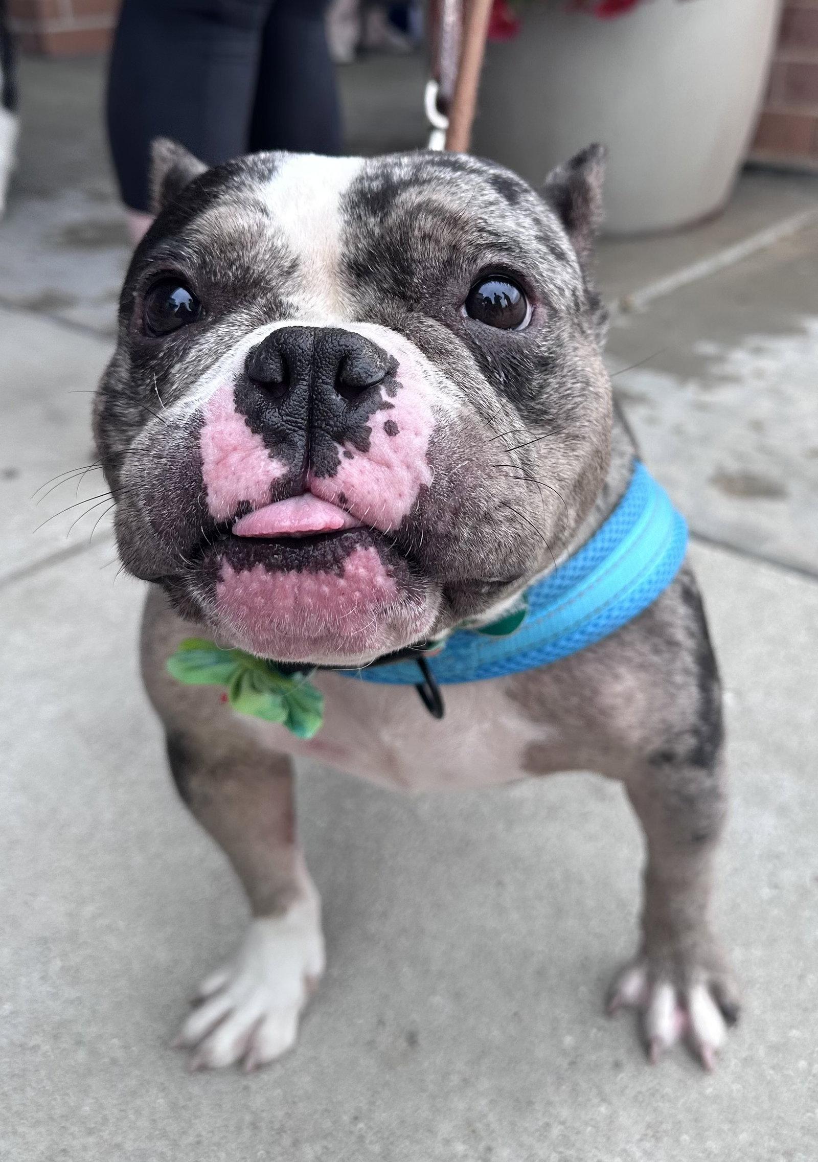 Marbles, Adoptable, Young Female American Bulldog.