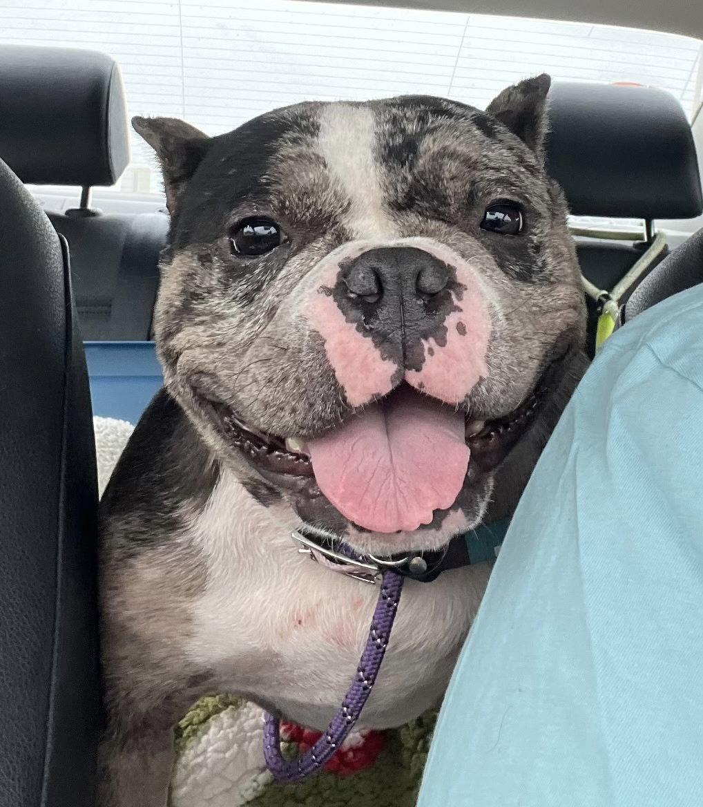Marbles, a Adoptable American Bulldog in Hillside, IL image 2/3