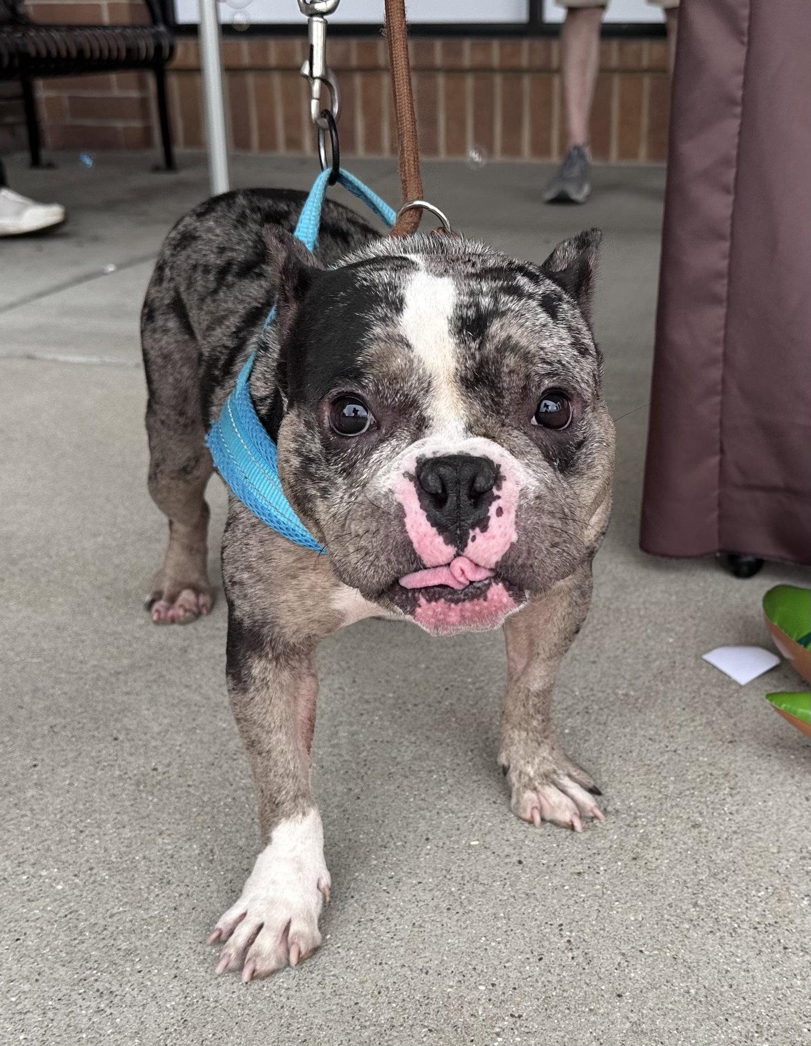 Marbles, a Adoptable American Bulldog in Hillside, IL image 3/3