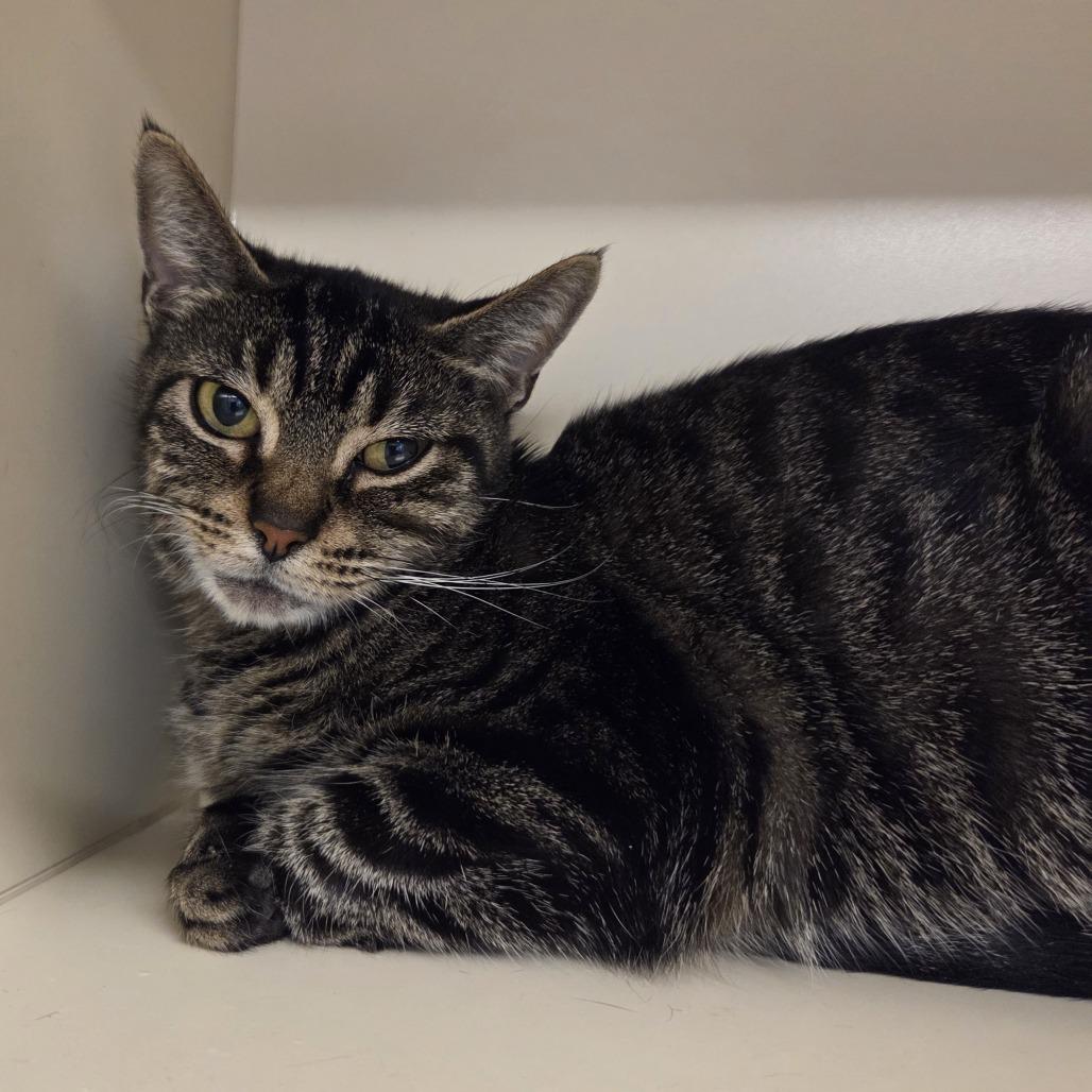 Tenny, Adoptable, Adult Female Domestic Short Hair.