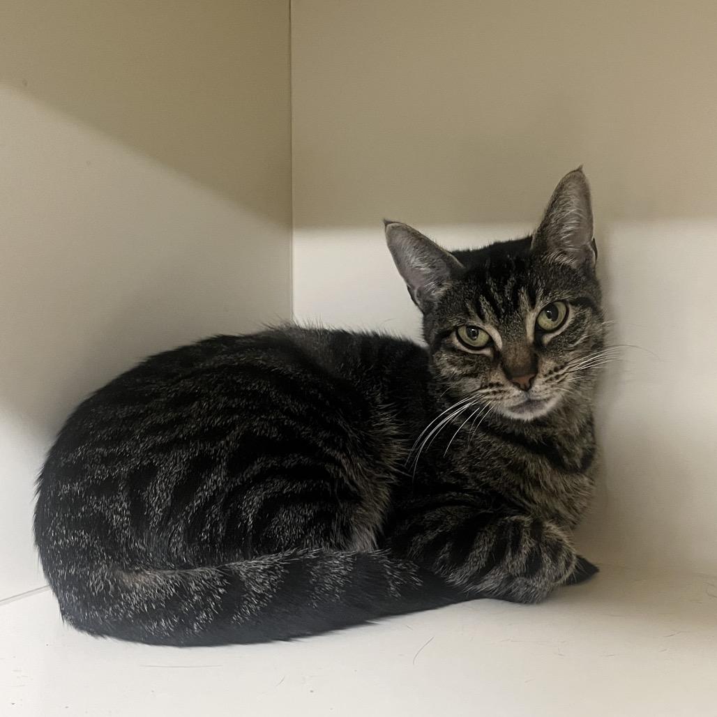 Enlarge Tenny, a Adoptable Domestic Short Hair in Hinsdale, IL image 2/2