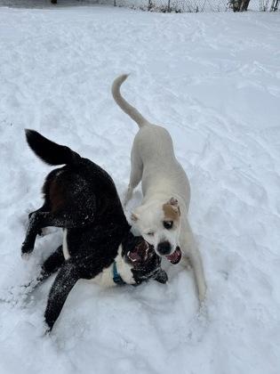 Annabella, Adoptable, Young Female Boxer & Mixed Breed.