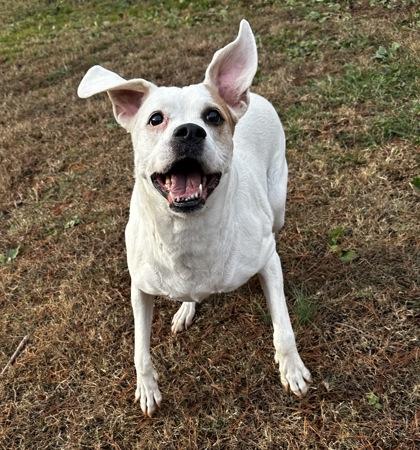 Annabella, Adoptable, Young Female Boxer & Mixed Breed.