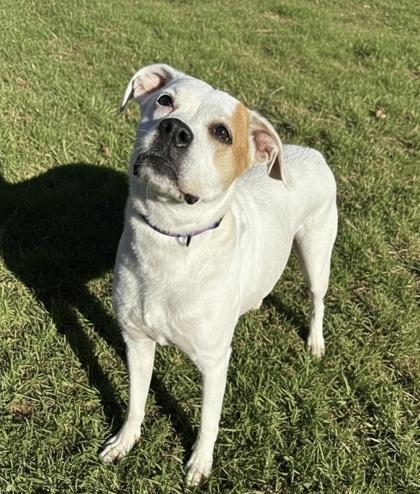 Annabella, a Adoptable mixed breed in Wilkesboro, NC image 1/3